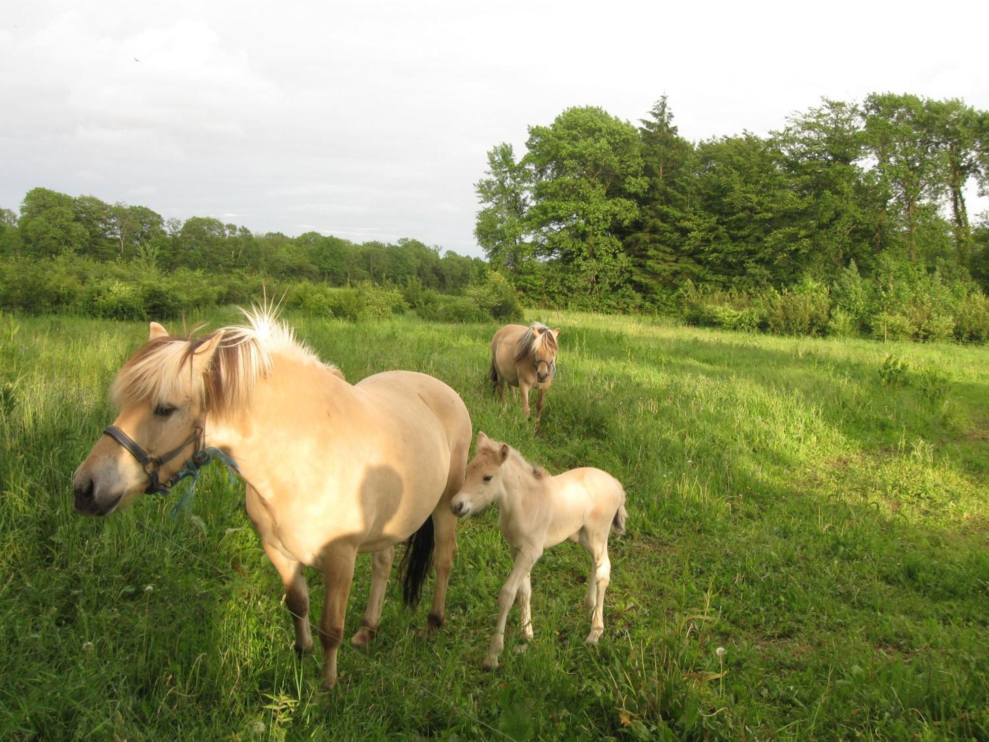 Koebenhovedskov Bed & Breakfast Rødding 外观 照片
