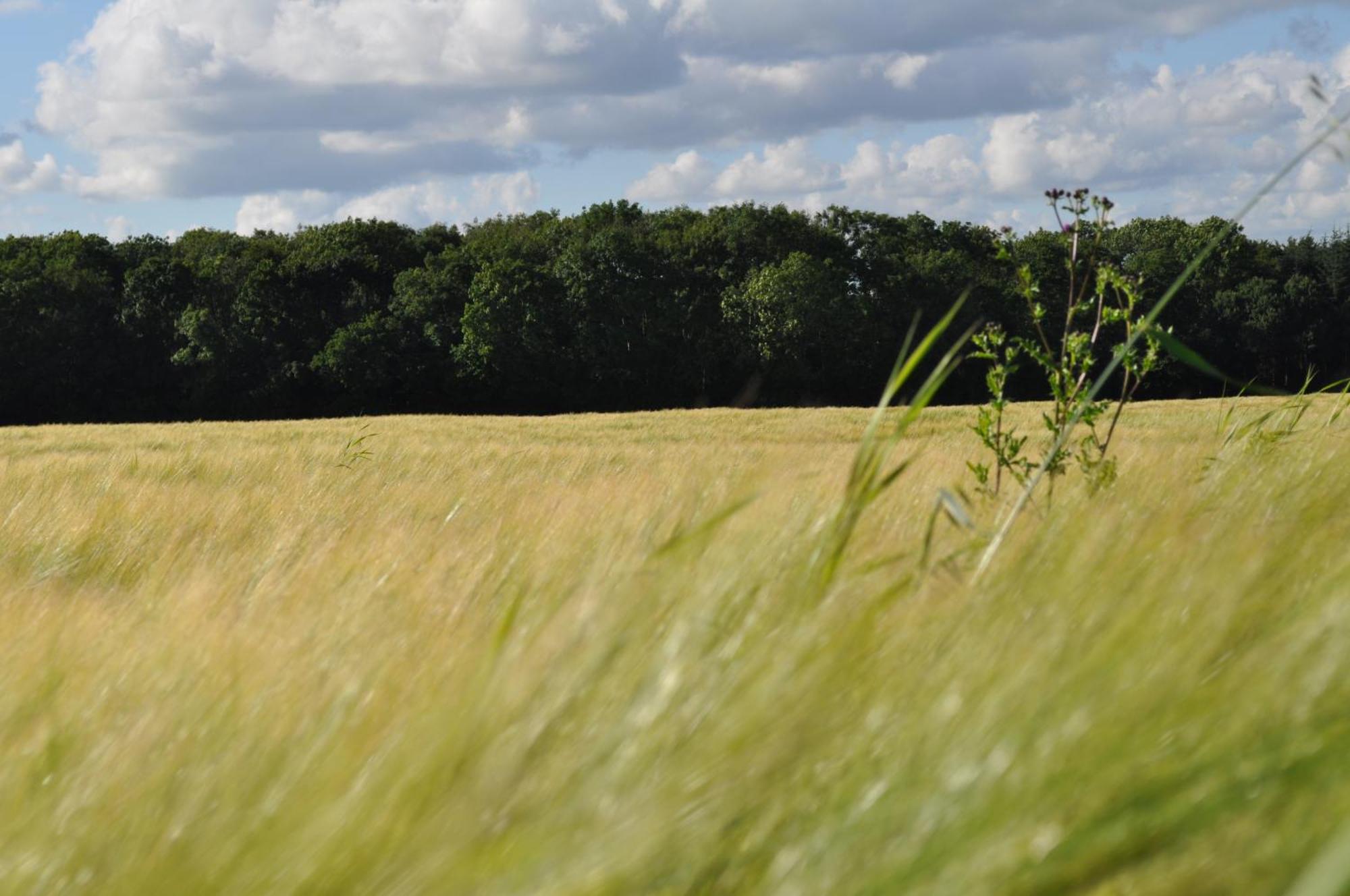 Koebenhovedskov Bed & Breakfast Rødding 外观 照片